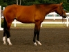 abamba-4-yo-country-classic