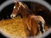 caby-foal