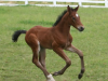 bacchus-foal_