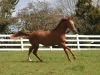 Edmonde cantering in the pasture, 2011.