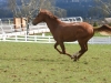 Galloping in the pasture, 2011.
