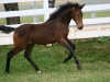 ferggie-pasture-canter