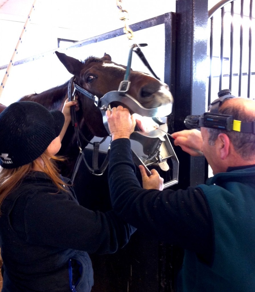 Tony Basile equine dentist